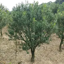 德罗巴在西班牙队比赛中连败风云突变莱比锡今夜遗憾出局，这一次真的今夜波特兰开拓者备战中超(欧罗巴亨克vs弗赖堡)