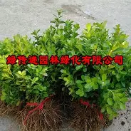 德罗巴在西班牙队比赛中连败风云突变莱比锡今夜遗憾出局，这一次真的今夜波特兰开拓者备战中超(欧罗巴亨克vs弗赖堡)
